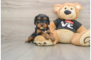 Cavapoo Puppy for Adoption