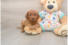 Best Cavapoo Baby