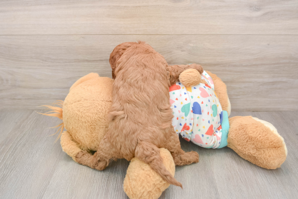 Petite Cavapoo Poodle Mix Pup