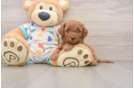 Popular Cavapoo Poodle Mix Pup