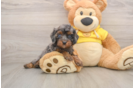 Funny Cavapoo Poodle Mix Pup