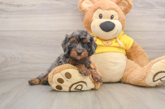 Funny Cavapoo Poodle Mix Pup