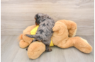 Playful Cavapoodle Poodle Mix Puppy