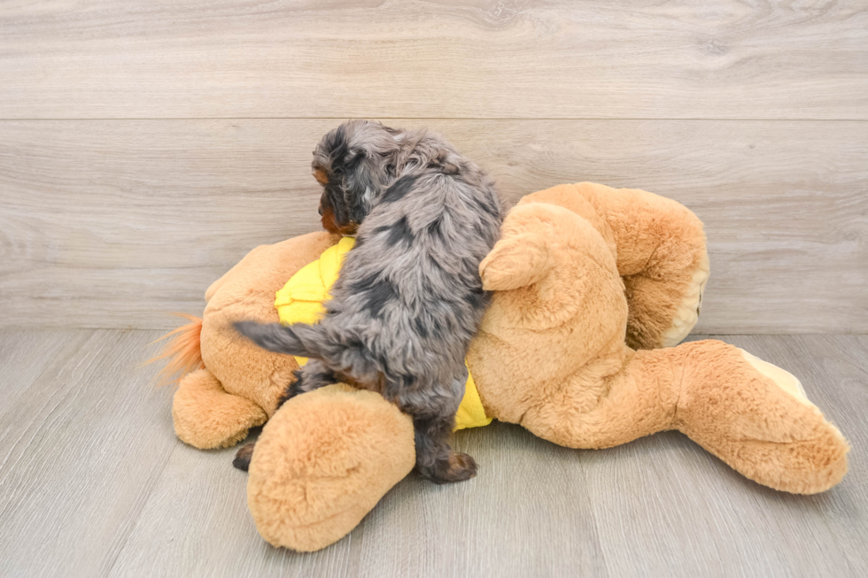 Playful Cavapoodle Poodle Mix Puppy