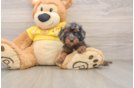 Cavapoo Puppy for Adoption