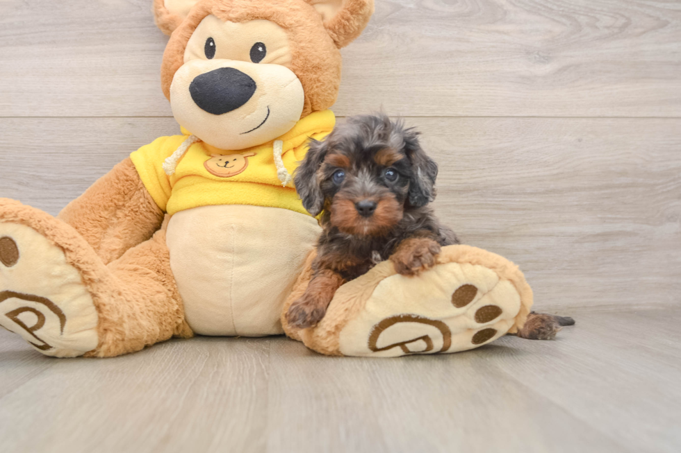 Cavapoo Puppy for Adoption