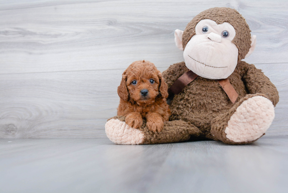 Petite Cavapoo Poodle Mix Pup