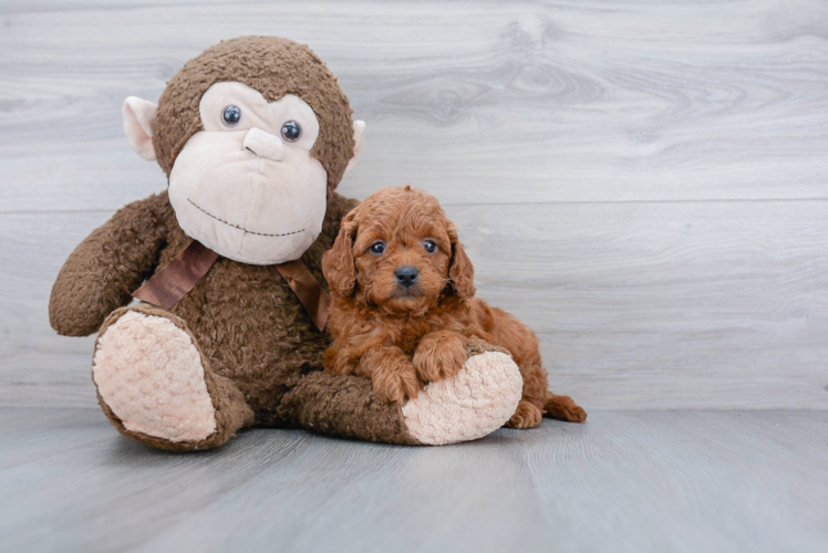 Cavapoo Pup Being Cute