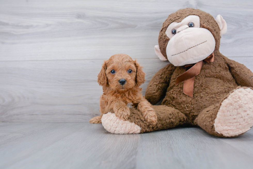 Best Cavapoo Baby