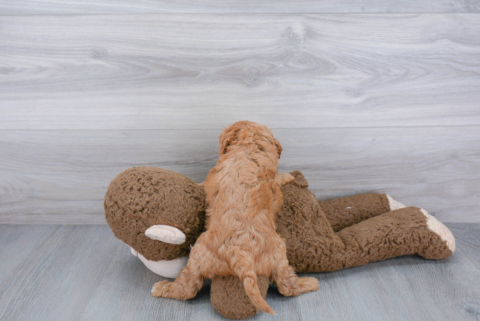 Happy Cavapoo Baby