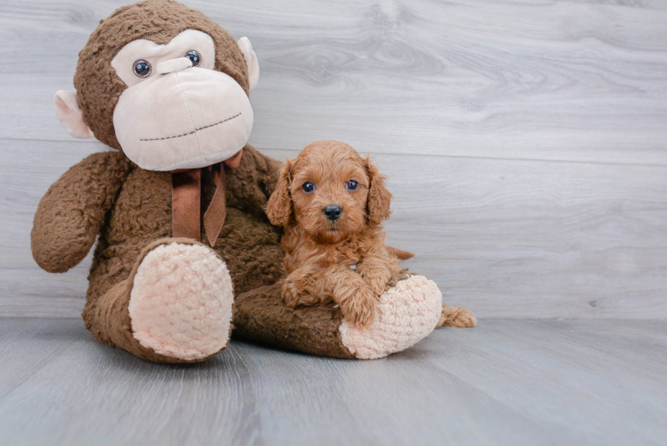 Happy Cavapoo Baby