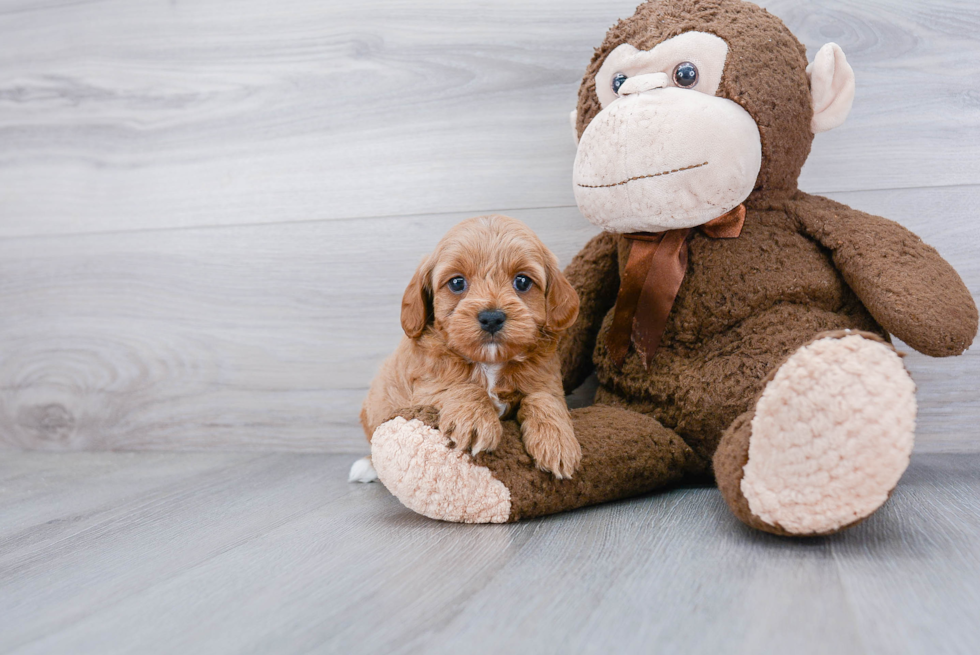 Sweet Cavapoo Baby