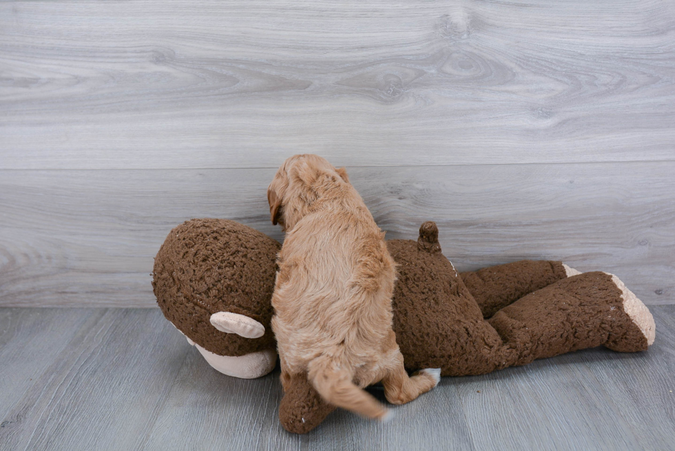 Happy Cavapoo Baby