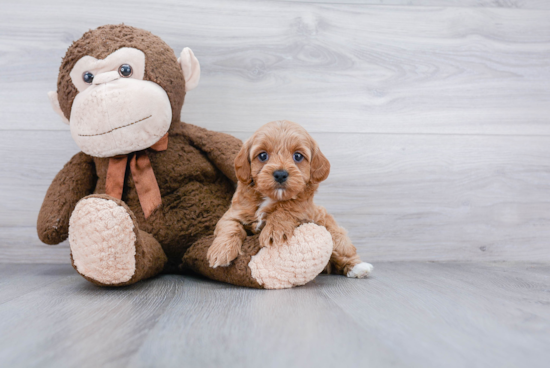 Cute Cavapoo Baby