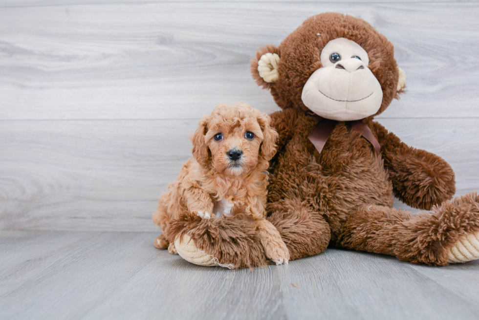 Friendly Cavapoo Baby