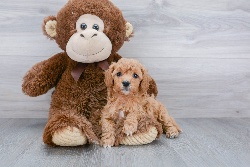 Best Cavapoo Baby