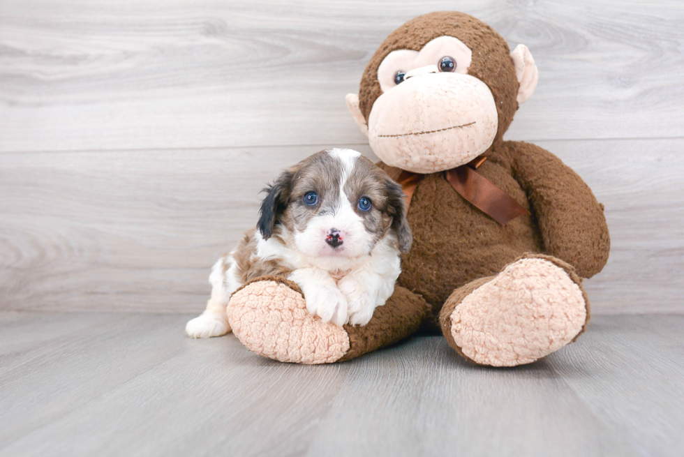 Best Cavapoo Baby