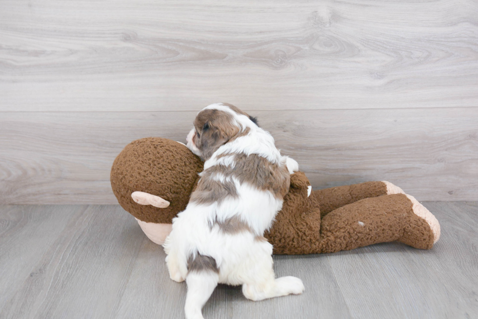 Fluffy Cavapoo Poodle Mix Pup