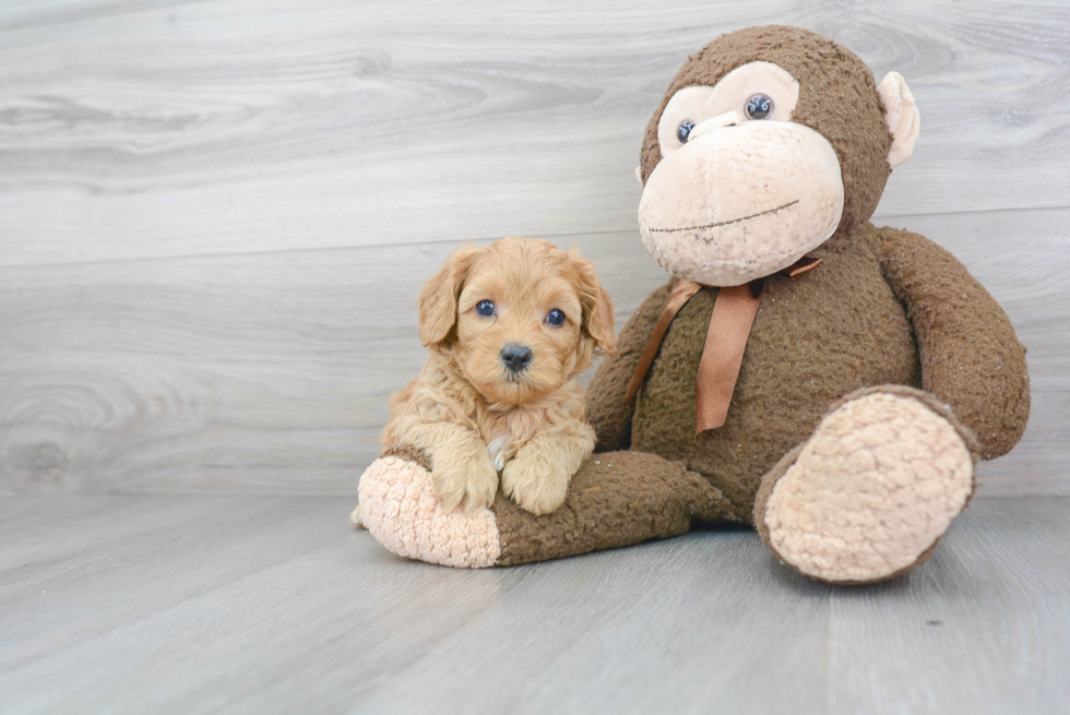 Energetic Cavoodle Poodle Mix Puppy