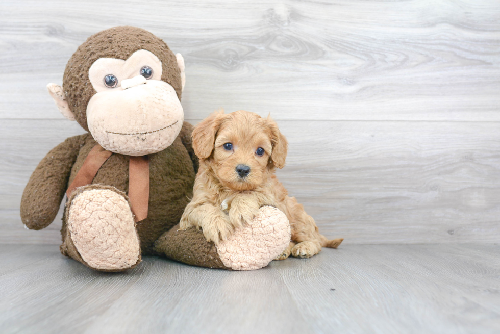 Petite Cavapoo Poodle Mix Pup