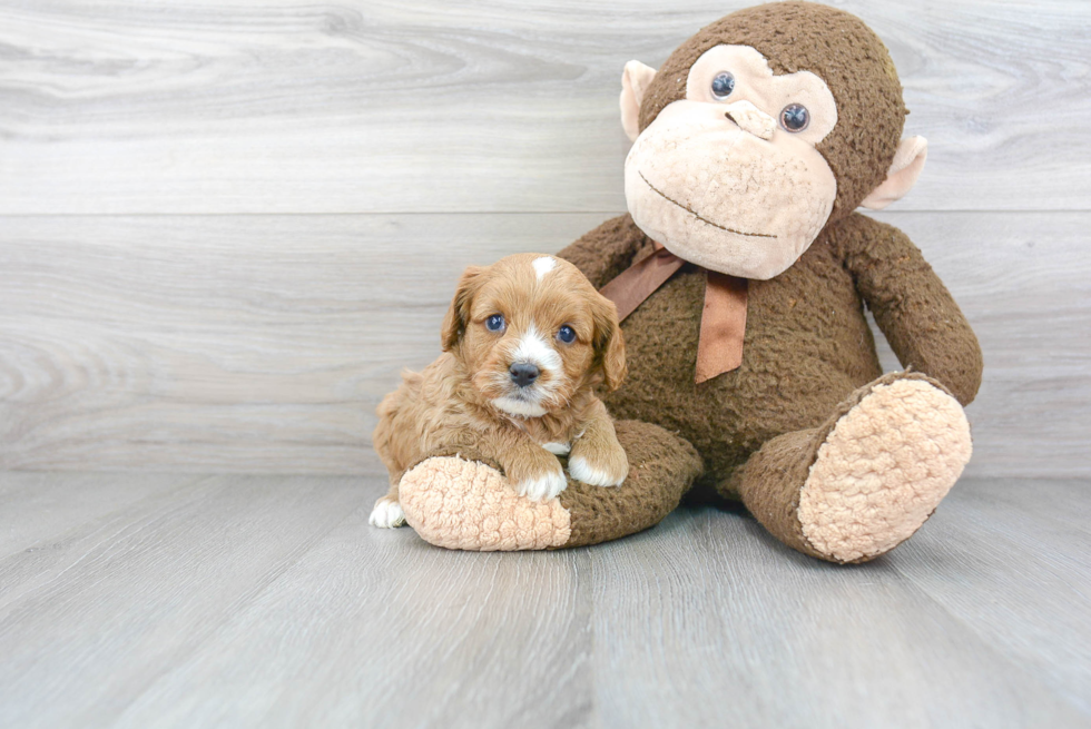 Small Cavapoo Baby