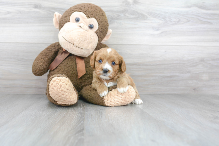 Cavapoo Pup Being Cute