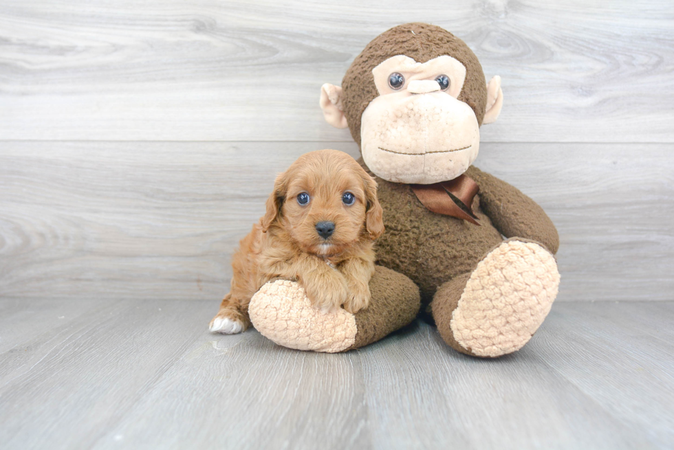 Best Cavapoo Baby