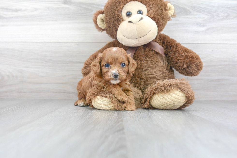 Playful Cavoodle Poodle Mix Puppy