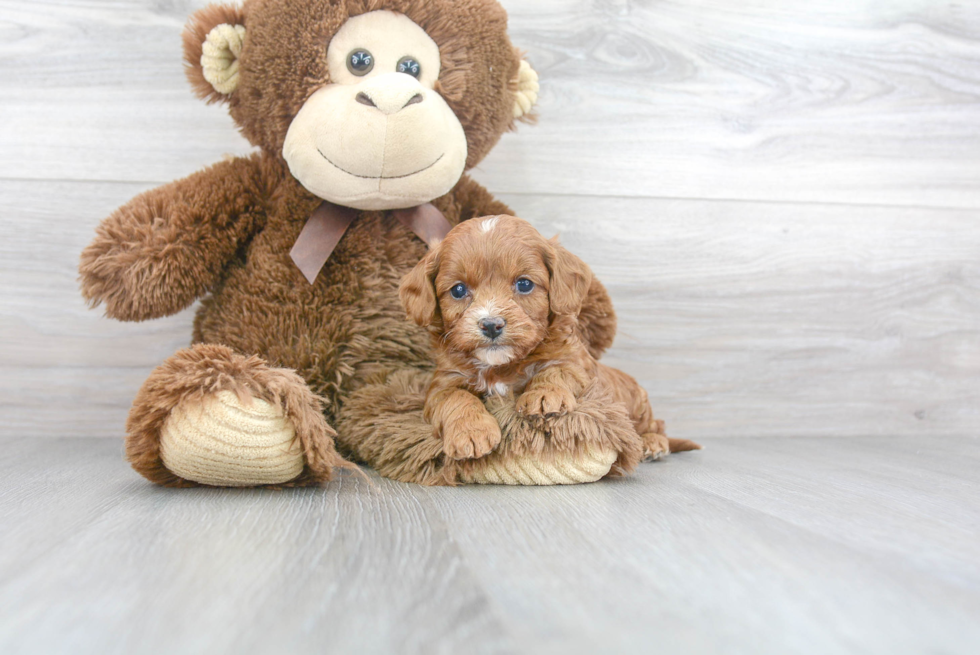 Cute Cavapoo Baby