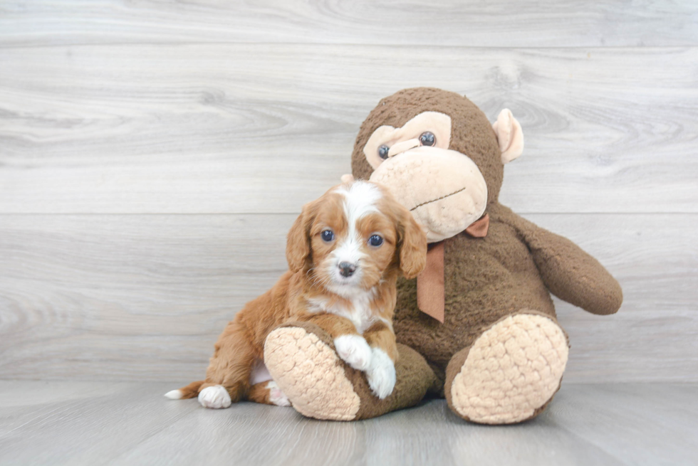 Cavapoo Puppy for Adoption