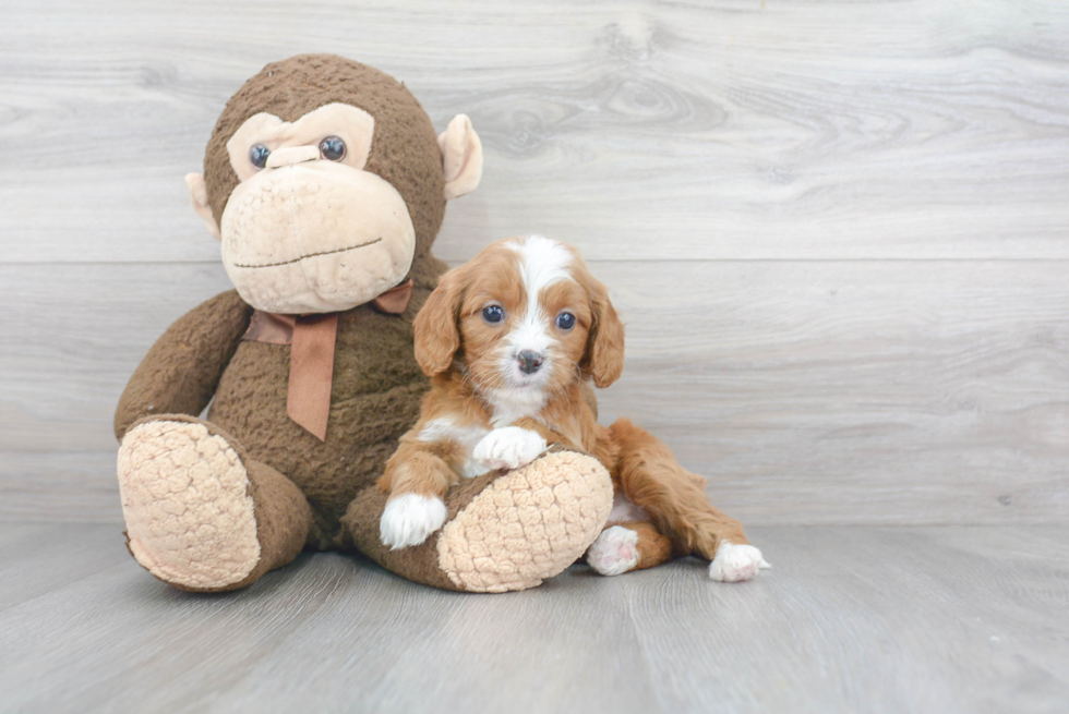 Petite Cavapoo Poodle Mix Pup