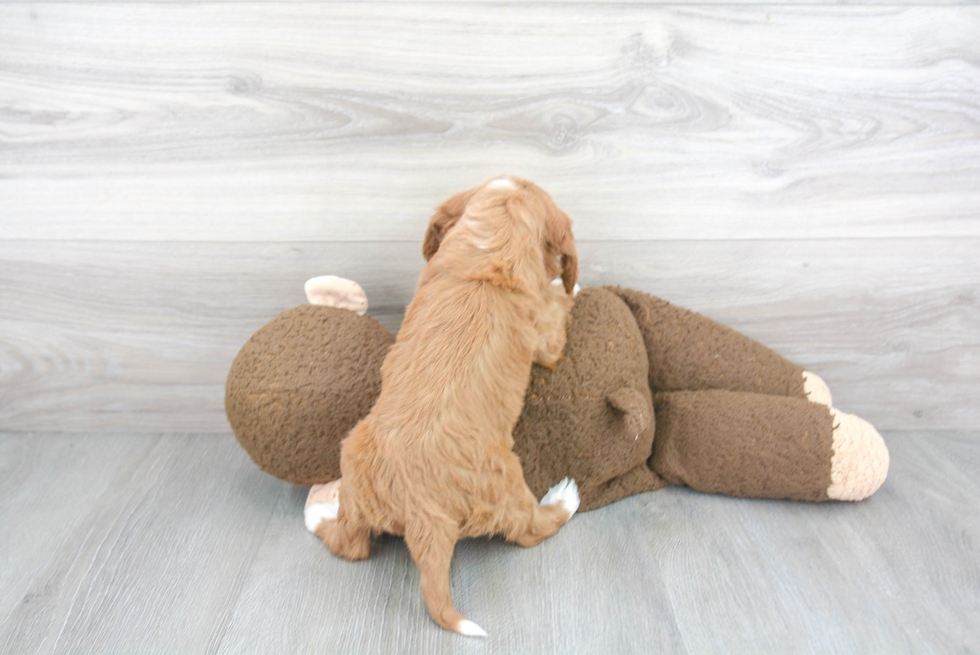 Cavapoo Puppy for Adoption