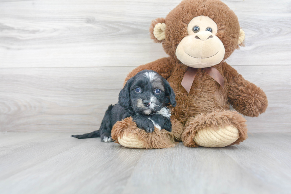 Smart Cavapoo Poodle Mix Pup