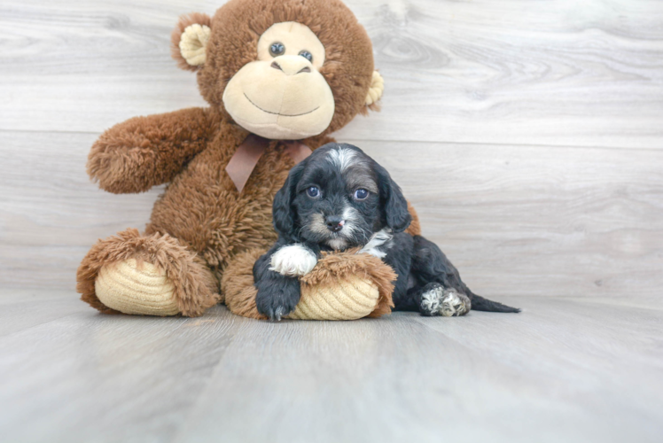 Sweet Cavapoo Baby