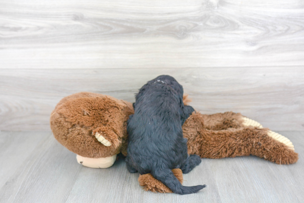 Adorable Cavoodle Poodle Mix Puppy