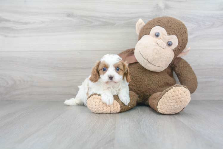 Little Cavoodle Poodle Mix Puppy