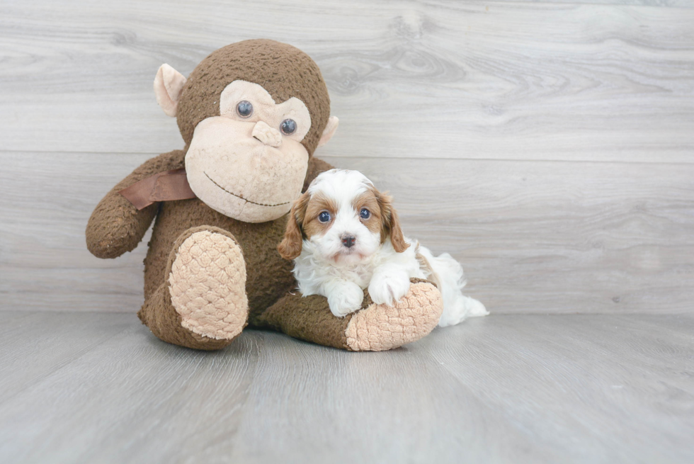 Little Cavoodle Poodle Mix Puppy