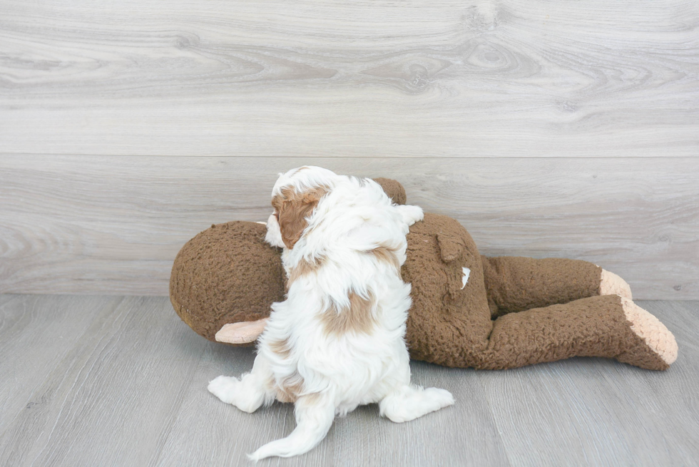 Adorable Cavoodle Poodle Mix Puppy