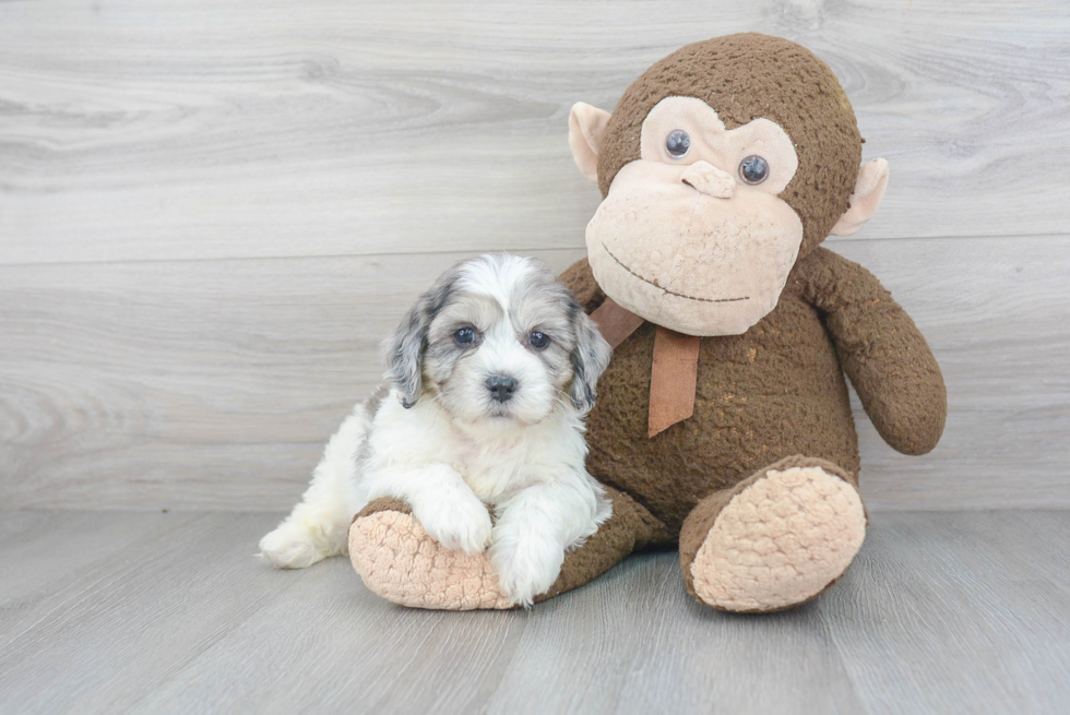 Cavapoo Pup Being Cute