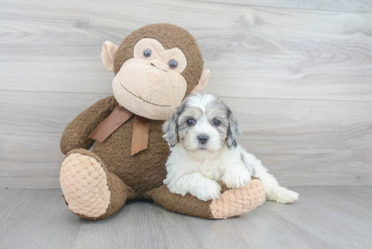 Energetic Cavoodle Poodle Mix Puppy