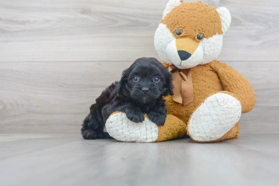 Sweet Cavapoo Baby