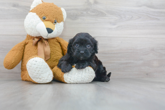 Petite Cavapoo Poodle Mix Pup