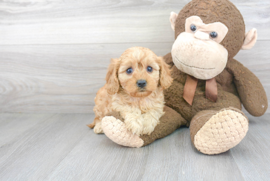 Best Cavapoo Baby