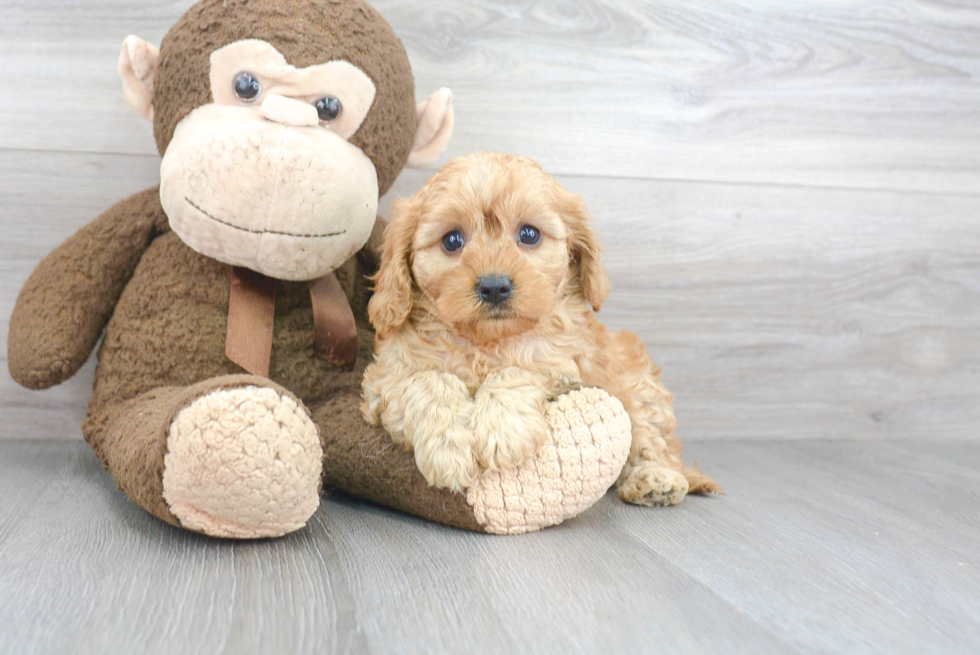 Energetic Cavoodle Poodle Mix Puppy