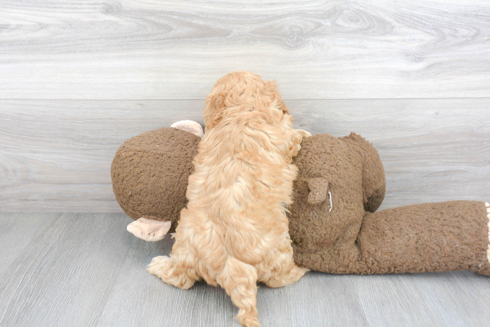 Adorable Cavoodle Poodle Mix Puppy