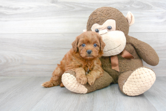 Cavapoo Pup Being Cute