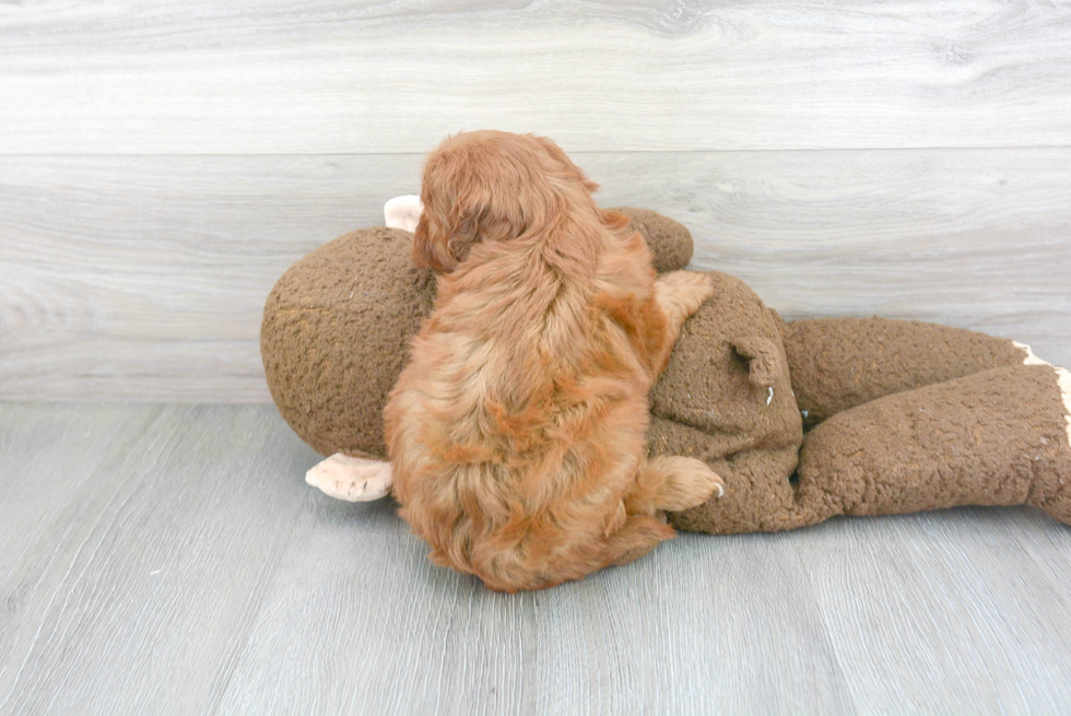 Cavapoo Puppy for Adoption