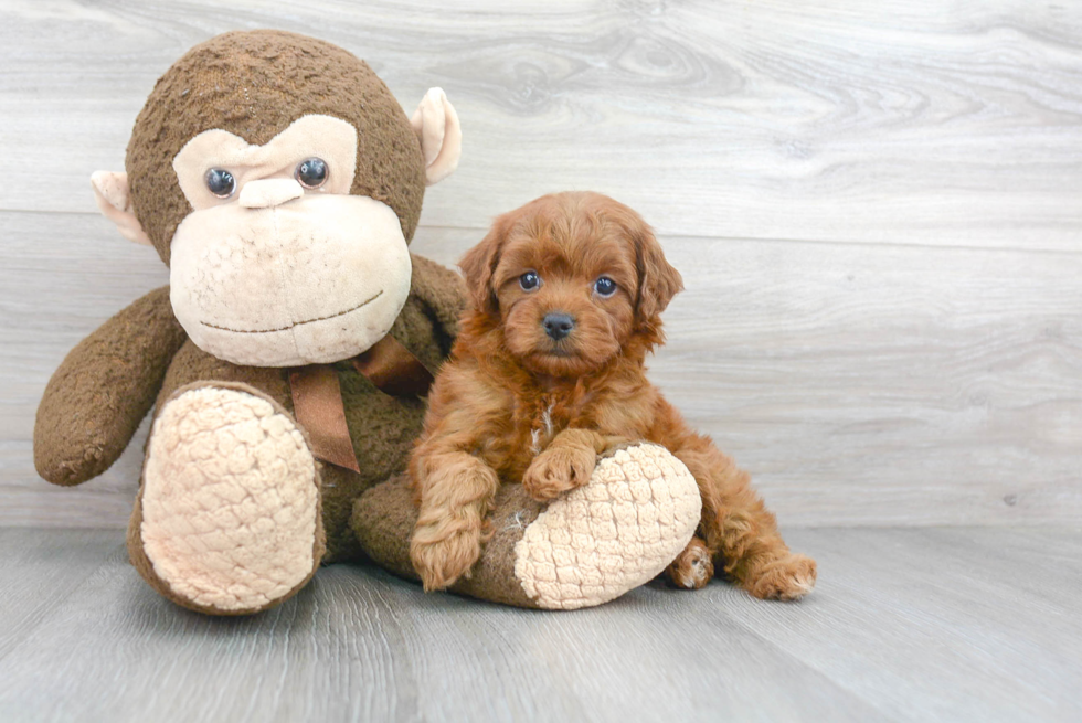 Best Cavapoo Baby