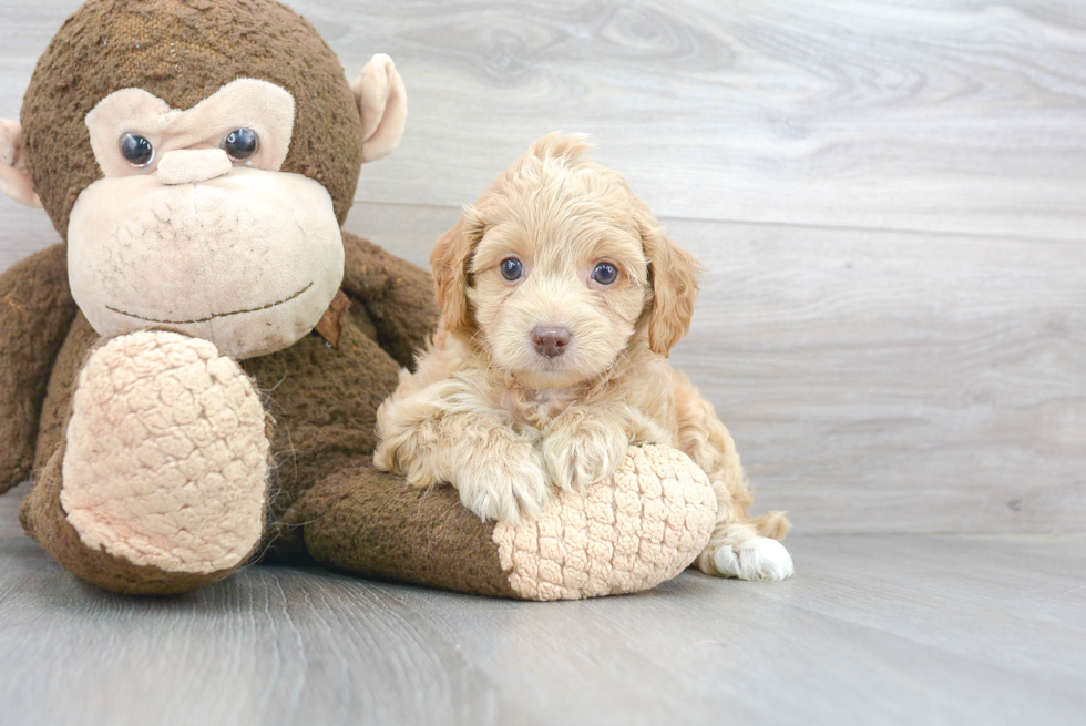 Cavapoo Pup Being Cute