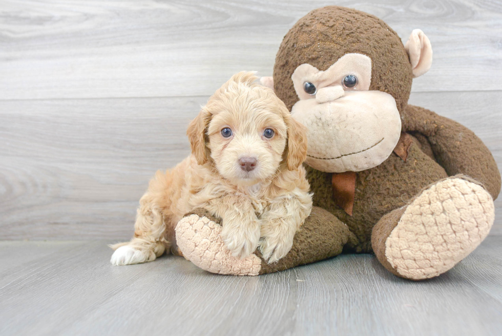 Happy Cavapoo Baby